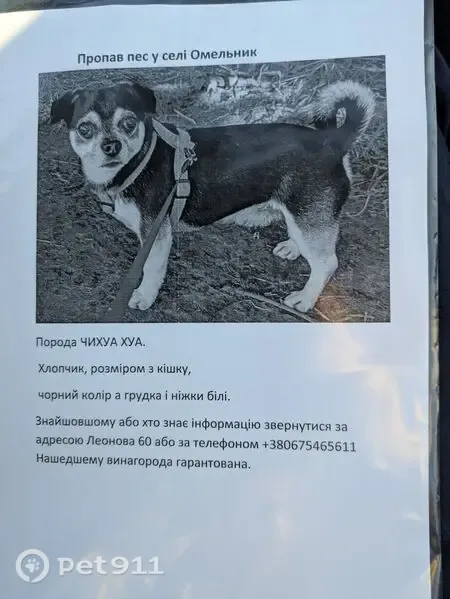 Зникла собака, самець, Омельник, Полтавська область, Омельник — чіхуахуа, чорна з білим - photo