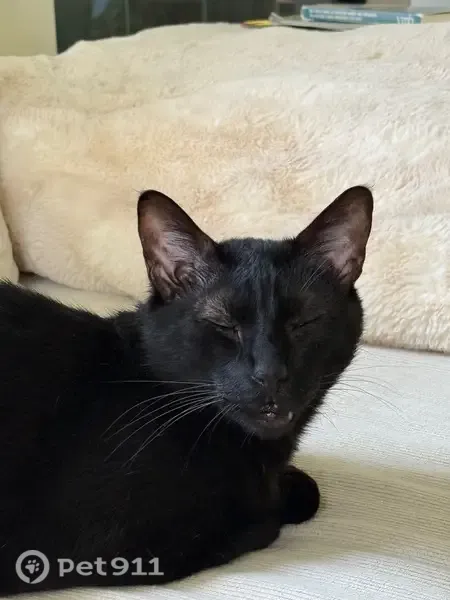 Lost male cat, Dogwood Avenue, 1440, Morgantown — black, green-eyed, shy - photo