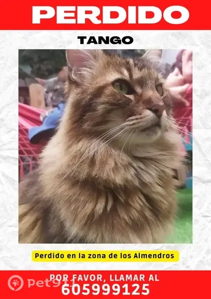 Gato perdido, Calle Víctor Hugo, 6, Málaga — grande, peludo y de 16 años - photo