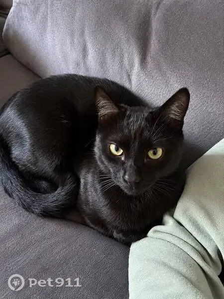 Gato perdido, macho, Calle Flamenco Rosa, 43, Fuente de Piedra, Madrid — collar marrón oscuro - photo