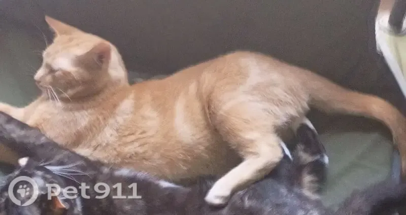 Lost cat, Beechie Fork Road, Alum Creek, Charleston — male orange tabby, about one year old - photo
