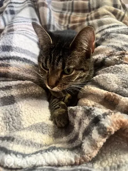 Lost cat, NC 96, 845, Youngsville, Youngsville — small tabby with a crooked tail - photo