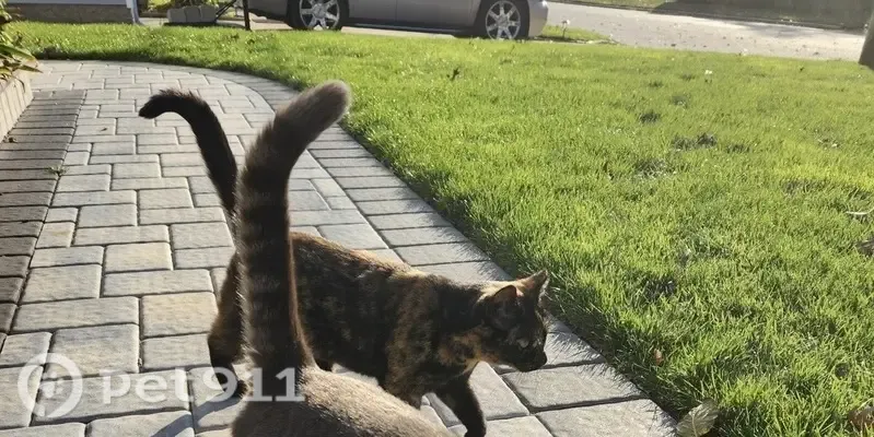 Lost female cat, Claywood Drive, 113, Brentwood — tortoiseshell with green eyes - photo
