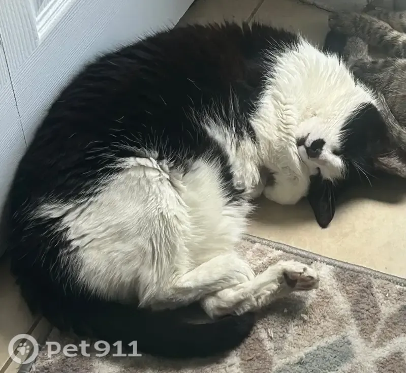 Lost cat, 79th Street West, 4247, Bradenton — female, black-and-white and talkative at night - photo