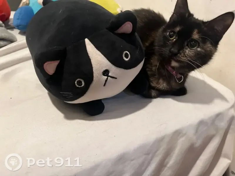 Lost female cat, Tidwell Road, Houston — talkative with a raspy meow - photo