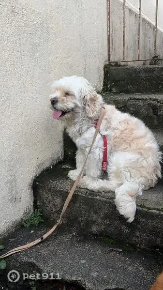 Cachorro encontrado, Avenida Júlio Buono, 148 — fêmea, branca e de pelagem curta - photo