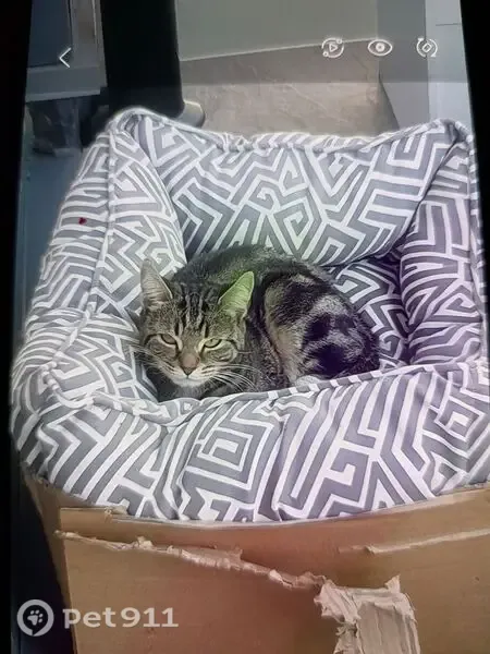 Lost cat, Clem Attlee Court, London — female tabby - photo