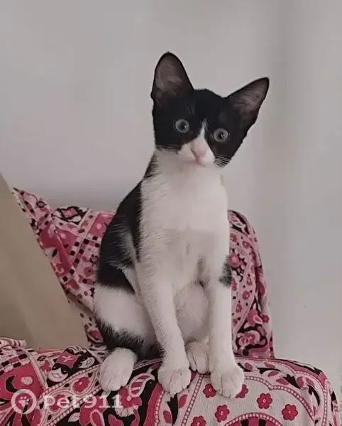 Gato perdido, hembra, Calle Escritor Franquelo Romero, 9, Málaga, Malaga — 5 meses - photo