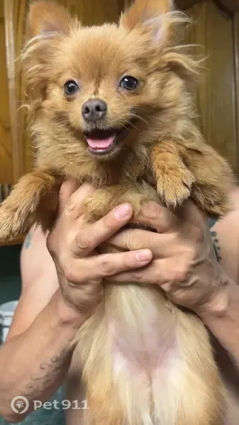 Lost dog, 47th Street Northwest, 532, Albuquerque — female with light brown short hair - photo