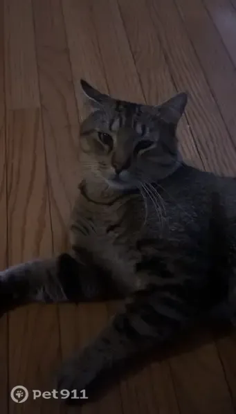 Lost Cat, South Lake Street, Aurora, Arlington — Gray-Brown Tabby with Greenish Eyes - photo
