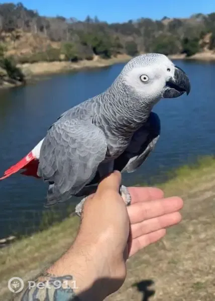 Lost Bird, male, Lazy Creek Drive, 9462, Windsor, Windsor — African gray parrot - photo