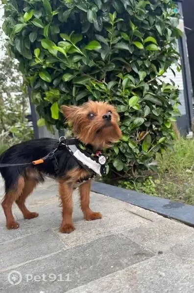 Perro perdido, Calzada Mauricio Fernández Garza, San Pedro Garza García — Yorkie de 3.7 libras, miedoso - photo