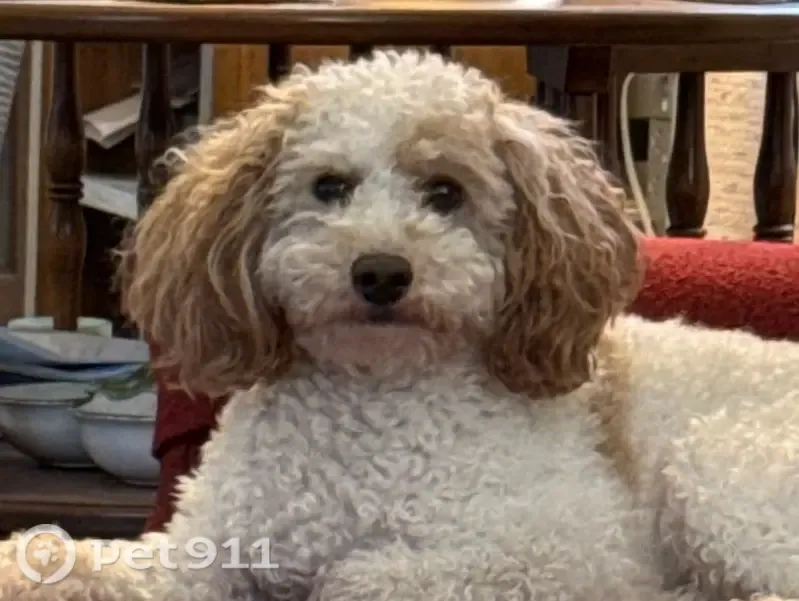 Lost dog, West Shore Drive, 188, Lake Ariel, The Hideout — male miniature poodle - photo
