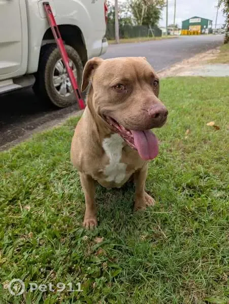 Found female dog, Bryant Street, Maryborough — timid and missing a claw - photo