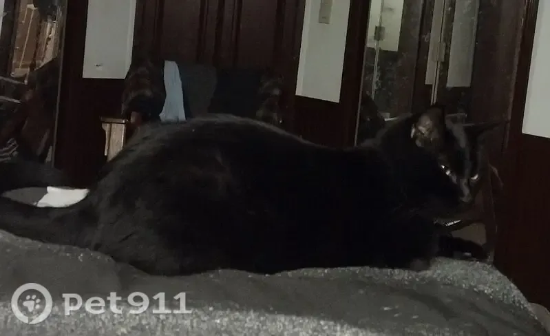 Lost male cat, East 5th Street, 3530, Silver Springs, Arlington — black with a name tag - photo