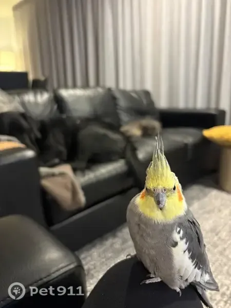 Lost Bird, female, Dumbarton Drive, 6, Clarence City, Hobart — yellow head and pied wings - photo