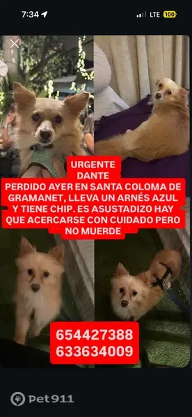 Perro perdido, Santa Coloma de Gramenet, Cataluña, Madrid — spitz alemán pequeño de 4 kg - photo