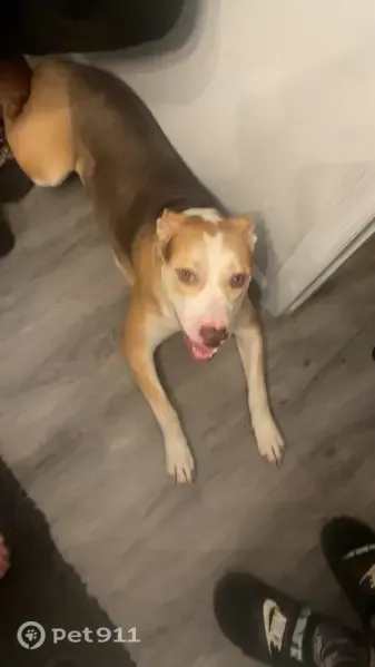 Lost Dog, North Shore Lane, 6696, Jacksonville, Pensacola — female sweetheart - photo