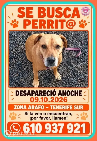 Perro perdido, hembra, Camino de El Malpaís, 36, Candelaria — sin collar - photo