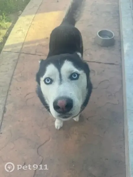 Perro perdido, Calle Plaza de San Marcos, 655, Tijuana — husky pequeño de ojos azules - photo