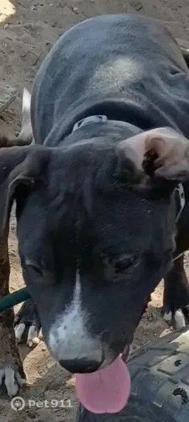 Missing dog Male, Fresno (usl549744) - photo