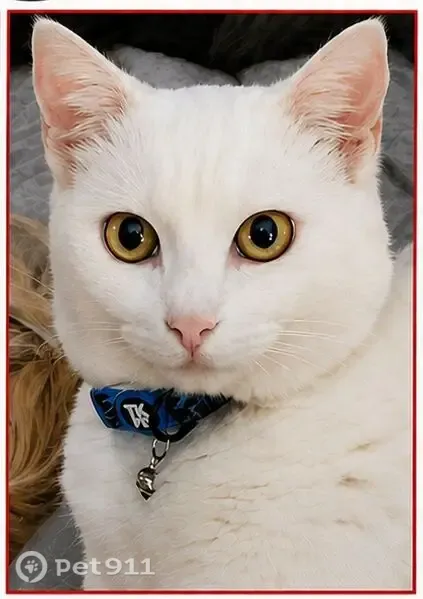Gato perdido, Los Montesinos, Torrevieja — blanco, muy cariñoso y con ojos verdes - photo