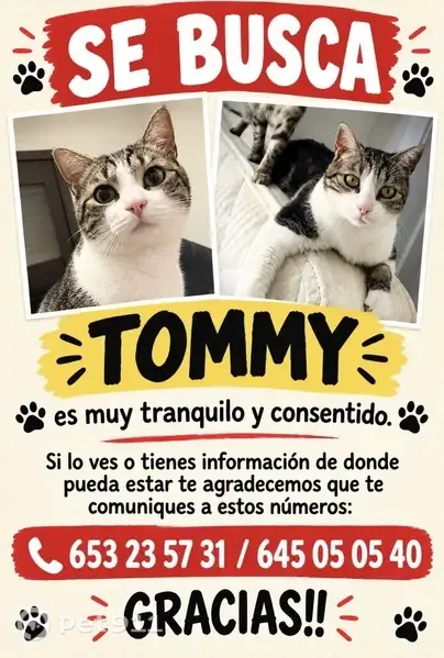 Gato perdido macho, Carrer de la Mar, 9, Reus — blanco con líneas grises - photo