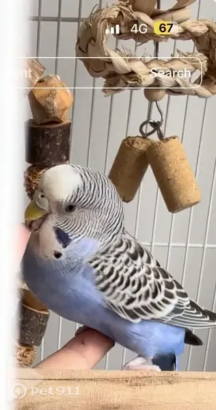 Lost Bird, Tampines North Drive 2, 633A, Hougang - purple-bodied female budgie - photo