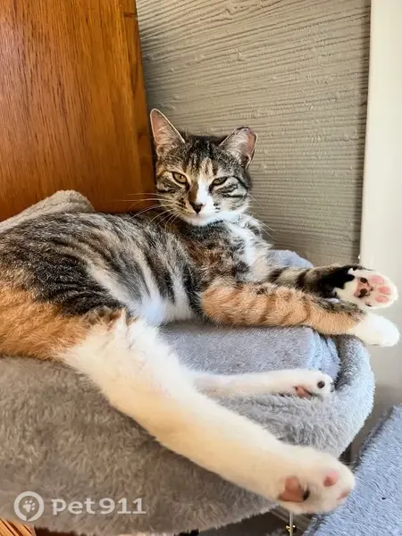 Lost cat, Woodburn Court, 5507, Richmond — female with tabby/calico coloring - photo