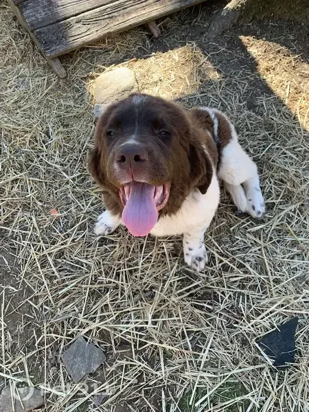 Lost dog, Veal Blackjack Road, 567, Bowdon — female Newfoundland ran into the woods - photo
