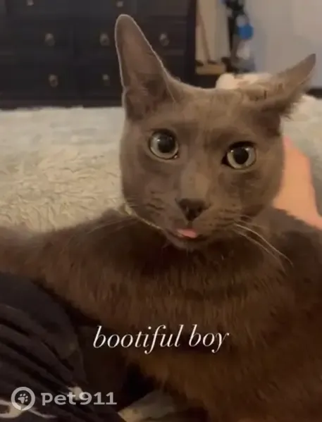 Lost male cat, College Avenue, 556, New York — grey coat, green eyes - photo