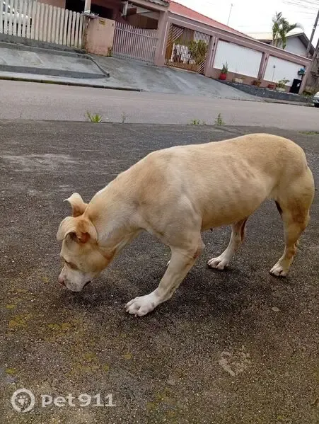 Encontrado cachorro, Rua Otávio Munhoz Santiago, Araucária — fêmea Pitbull dócil e magra - photo