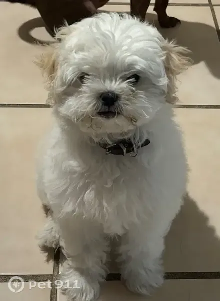 Lost dog, 17th Street, 1714, Plano — female white fluffy Shih Tzu mix - photo
