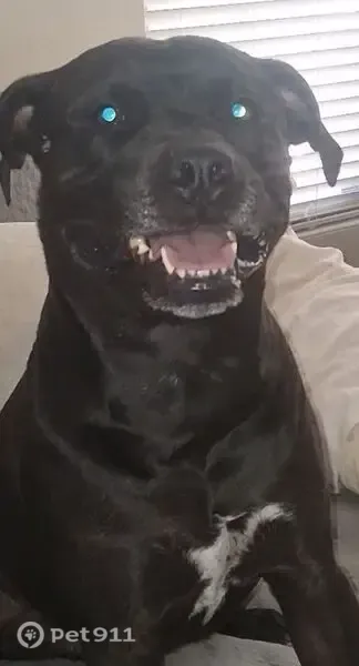 Lost dog, Tucson Estates, Arizona, Arlington — black pit bull with white chest marking - photo