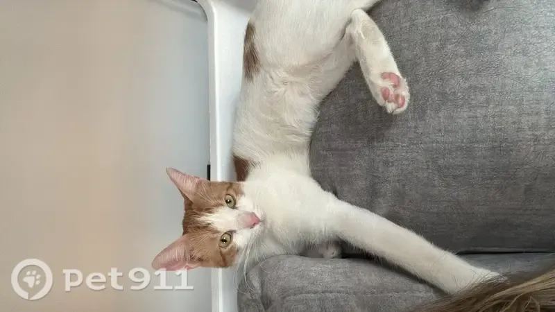 Gato perdido, macho, en Calle Fuente, 38, Pavías, Onda — es muy miedoso - photo