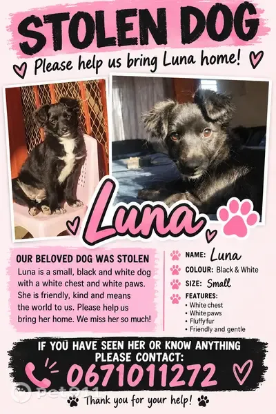 Lost female dog, Hans Coverdale Road North, Pretoria — small with a white chest and paws - photo