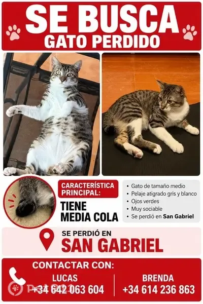 Gato perdido, macho, Carrer de Fernando Díaz de Mendoza, 15, Alacant, Alicante — cola a la mitad de nacimiento - photo