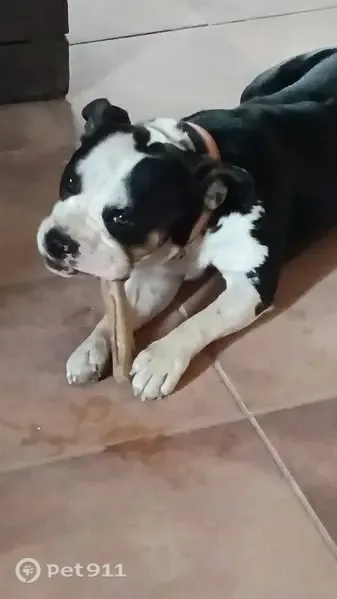 Perro perdido, Carretera Venta Collares - Pinoso, Abanilla, Orihuela — uno de dos hermanos machos - photo