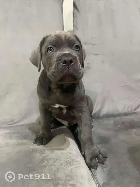Perro perdido, Barcelona, Cataluña, Pozuelo de Alarcon — camada de Cane Corso de 11 semanas - photo