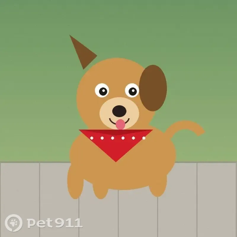 Lost male dog, 20th Street North, 3165, Arlington — red bandana - photo