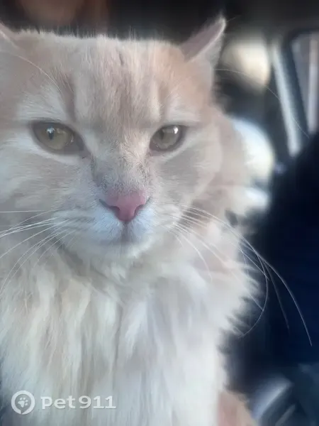 Gato perdido, Valhermoso de la Fuente, Castilla-La Mancha, Cuenca — hembra de pelo largo y cola pomposa - photo