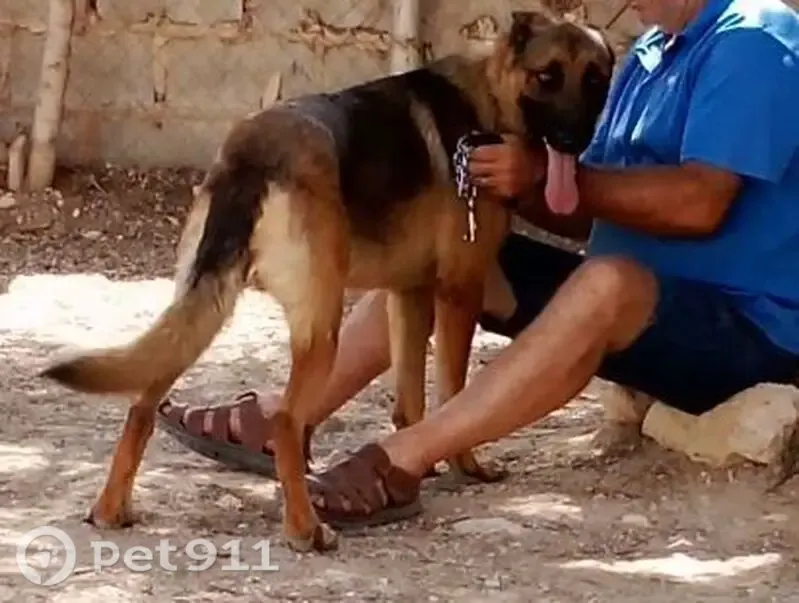 Perro perdido, Cieza, Región de Murcia, Valencia — pastor alemán marrón y negro - photo