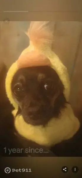Lost dog, West Hamilton Avenue, 591, Campbell, Los Angeles — female Chihuahua mix - photo
