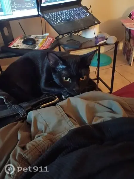 Lost cat, female, 2535-1 Jammes Ap, Jacksonville — small all-black tabby - photo