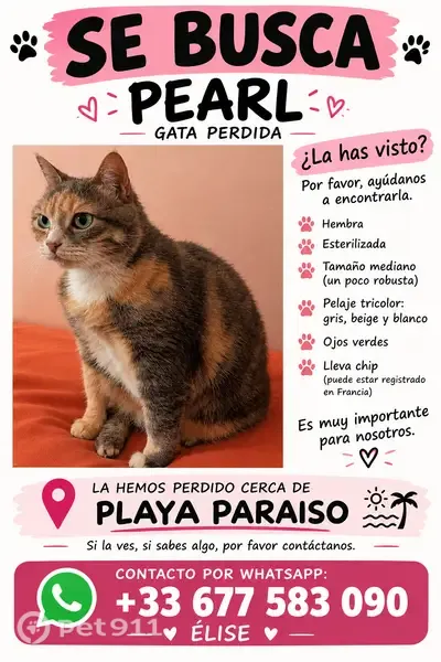 Gato perdido, hembra, Calle Bomílcar, Cartagena, Atamaria - photo