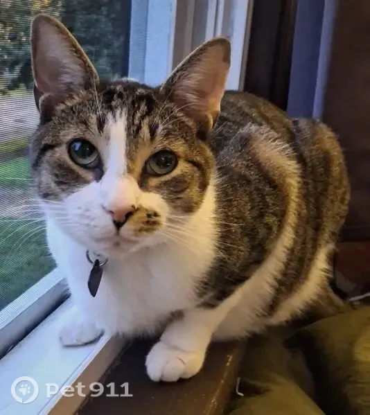 Lost cat, Linden Road, Kent, Arlington — male with bright green eyes - photo