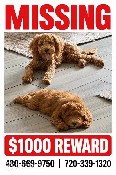 Lost dogs, East Weatherby Way, 1016, Chandler — male and female, friendly - photo