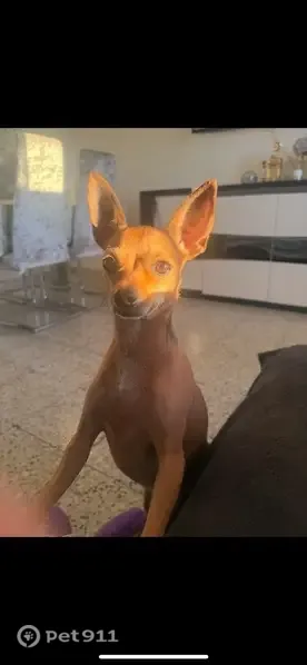 Perro perdido, Carrer de la Creu Gran, 77, Terrassa — se llama Kira - photo