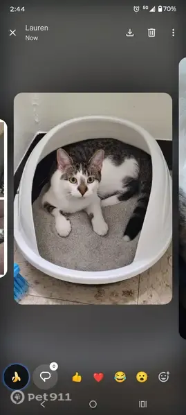 Lost cat, female, Danville, Illinois, Columbus — white with tiger stripe spots - photo