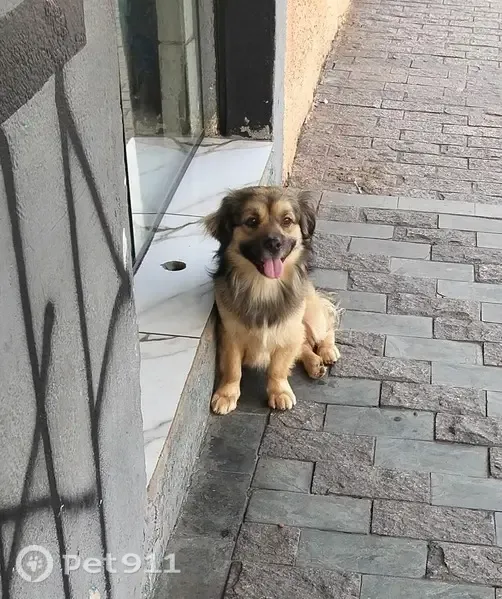 Cachorro encontrado, Artur Alvim, São Paulo - SP, Brasil — perto do metrô Alvim - photo